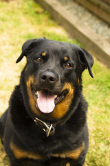 Rottweiler Smiling 