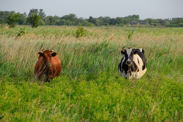 Cows in the pasture. Two cows. Cows in the pasture. Two cows.