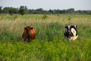 Cows in the pasture. Two cows. Cows in the pasture. Two cows.