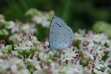 Hellblauer Falter - Faulbaum-Bläuling - Stockfoto