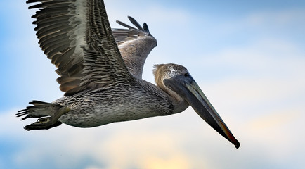 Pelican flying in the Caribbean closeup