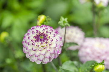 Weiss violette Dahlien Blüte frisch erblüht