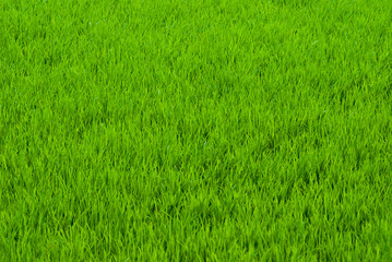 Green grass natural background texture