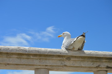 Seagull Blue Sky