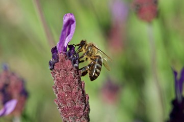 Bee and lavender flower