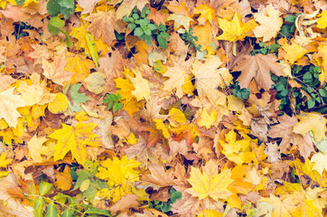 Colorful background of fallen autumn leaves texture