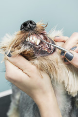Dłonie kobiety usuwają kamień z zębów psa za pomocą metalowego narzędzia - obrazy, fototapety, plakaty