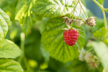 Close up view of a ripe red raspberry fruit in a garden.