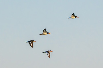 Oyster catchers