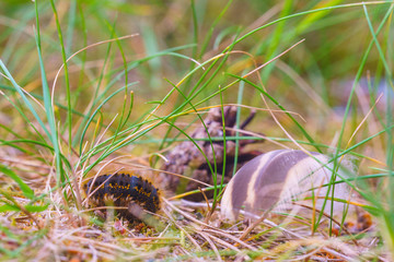Landscape with a caterpillar
