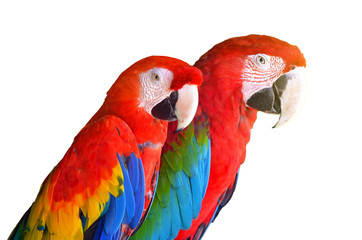 Obraz premium Two parrots red in tropical forest birds isolated on white background.