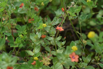 field flowers in the grass