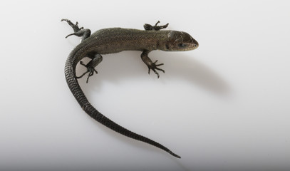 Usual gray lizard on white background
