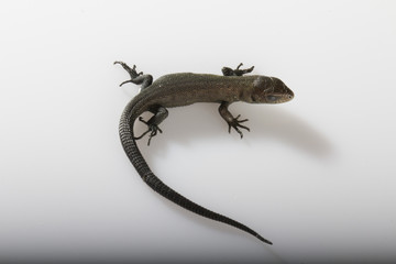 Fototapeta premium Usual gray lizard on white background