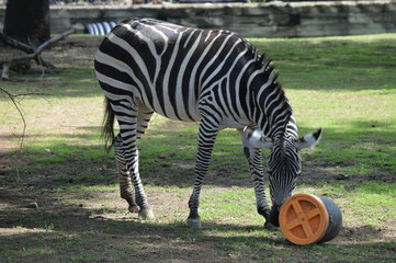 Zebra with an enrichment bucket