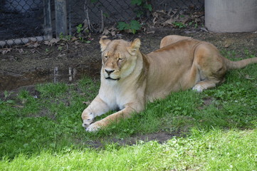 Lioness laying in the grass