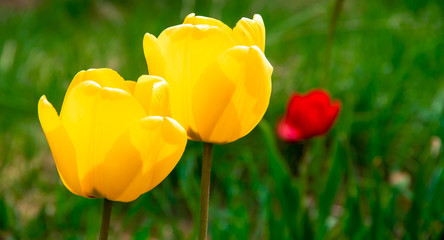 Two yellow tulip flowers