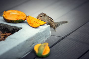Chipmunk eating mango, Bentota, Sri Lanka
