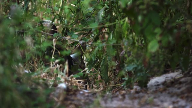 Group of Yellow-Eyed Penguins through plants on the coast