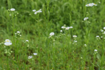 chamomile in the grass