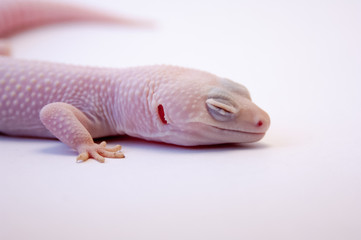 Head and front legs of Rainwater albino gecko (Eublepharis macularius) on white background, macro lens, focus on head, front leg, and outer ear. Common albino gecko pet isolated on white.