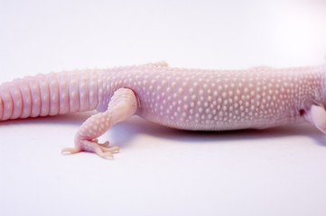 Detail of tail of a common Rainwater albino gecko (Eublepharis macularius) lizard on white...