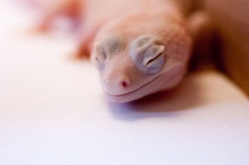 Close up of a common Rainwater albino gecko (Eublepharis macularius) next to cardboard box on white background eyes shut. Macro lens shallow depth of field focus on eyes and nose.