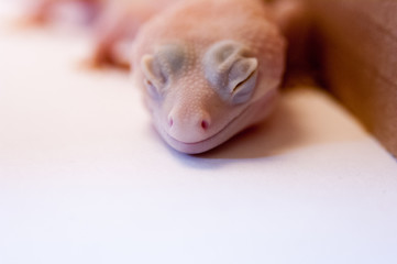 Common albino gecko (Eublepharis macularius) looking intensely ready to strike with head raised white background in studio selective focus. Common Leopard gecko on white background next to box.