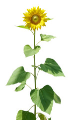 Isolated summer sunflower.