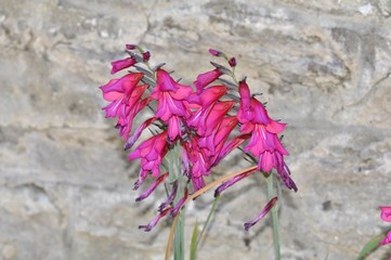 Fleur