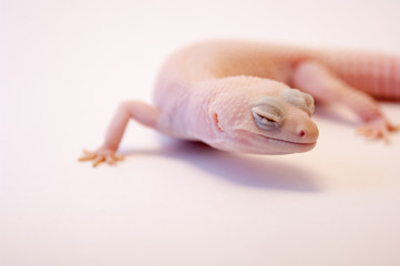 Rainwater albino gecko (Eublepharis macularius) looking to right off camera. Shallow depth of field, macro lens. Studio shot of albino gecko on white background. Common gecko pet.