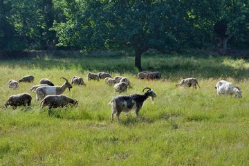 Troupeau de chèvre dans une pâture