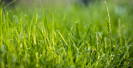 Green grass texture. Element of design.