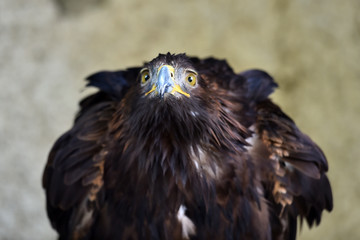 aguila real