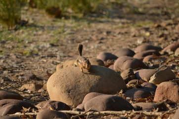 Desert chipmunk