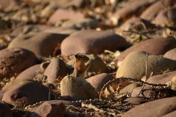 Desert chipmunk