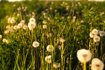 dandelion, sunset, field, orange, nature, weather, summer, beautiful, fluffy