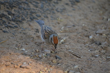 Desert bird