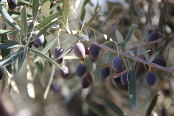 Spain - city, olive trees, landscape, castle, palm trees