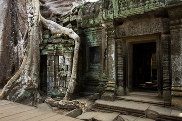 Fototapeta na wymiar Ta Prohm Temple, Temples of Angkor, Cambodia