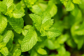 Mint Leaf