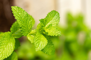 Mint Leaf
