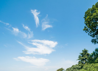 Tropical palms and cloudy sky