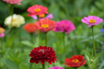 A garden of Zinnia flowers