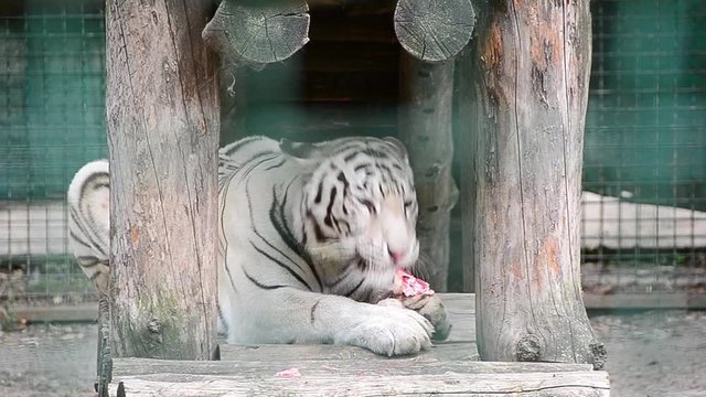 Panthera tigris tigris, white tiger, bleached tiger, eats