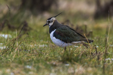 Kiebitz (Vanellus vanellus)