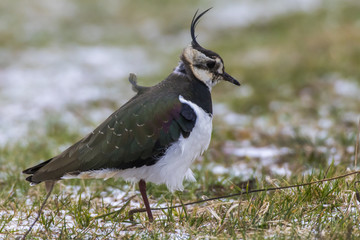 Kiebitz (Vanellus vanellus)