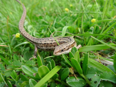 l&eacute;zard vdans l'herbe