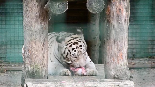 Panthera tigris tigris, white tiger, bleached tiger, eats