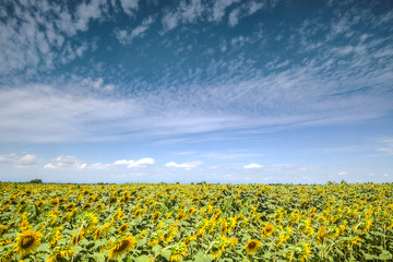 Sunflower field landscape